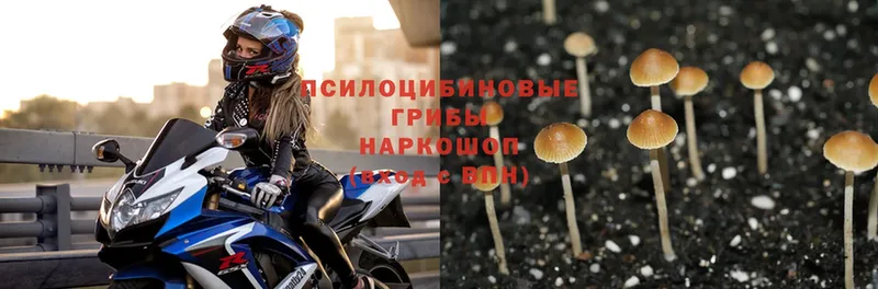 Псилоцибиновые грибы MAGIC MUSHROOMS  Суоярви 